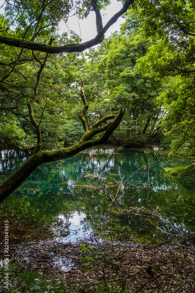 Fototapeta premium 山形県遊佐町・神秘的な湧水池「丸池様」