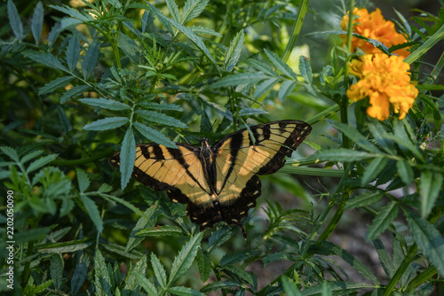 A yellow and black swallowtail butterfly on a marigold plant. 