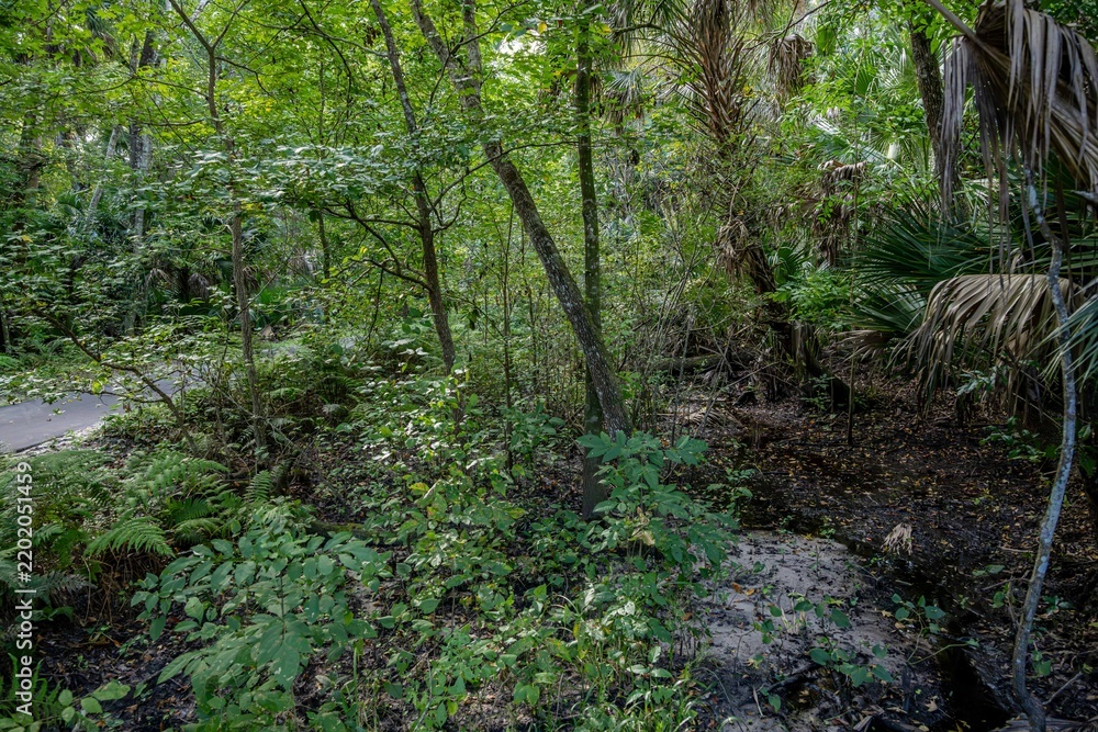 Fototapeta premium Spring Hammock Preserve, Florida