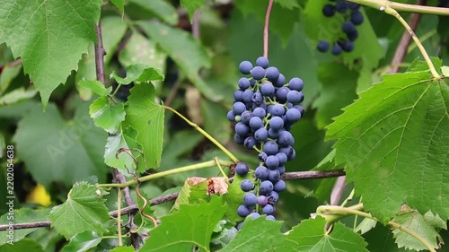 This stock video shows close-up of dark grapes growing on a vine, demonstrating natural beauty. Ideal for food or agricultural projects.