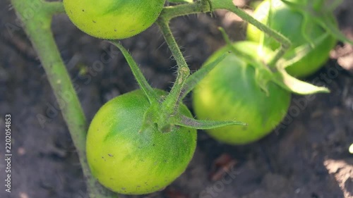 This footage shows developing green tomatoes on a plant stem. It depicts the natural growth of fresh produce.