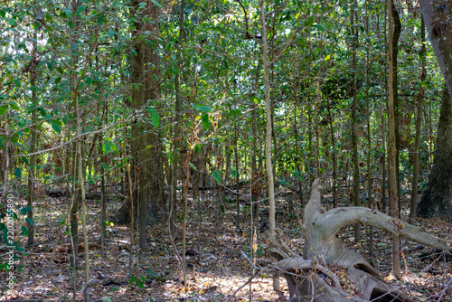 Fotografie Tropical dry forest with leaf litter and fallen wood at Sonso