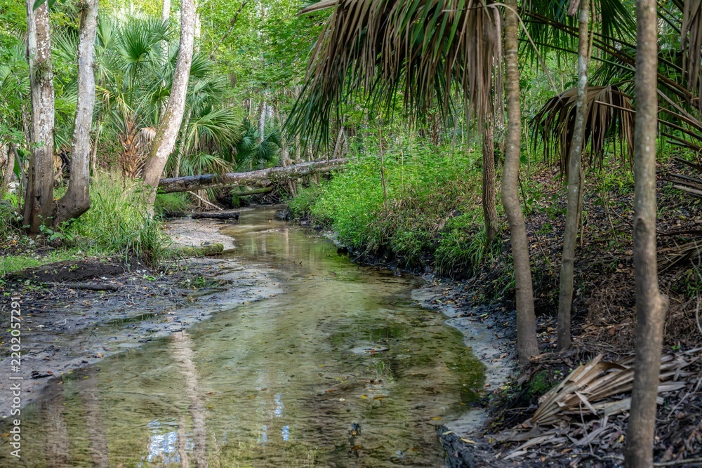 Fototapeta premium Spring Hammock Preserve, Florida