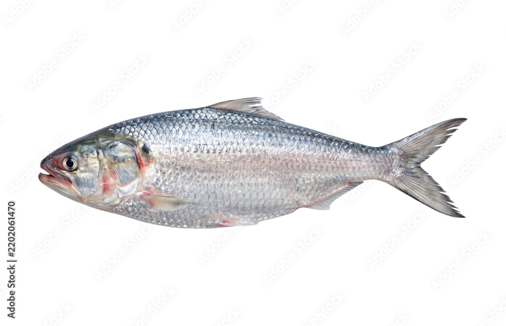Fototapeta premium Fish lies horizontally on a plain transparent backdrop exhibiting silver scales and a detailed lateral line.