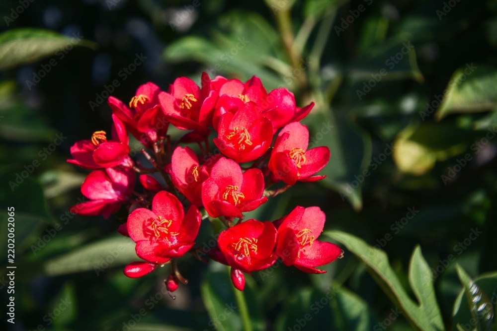 Obraz premium Beautiful blooming red Peregrina or Spicy Jatropha ornamental tropical flower background