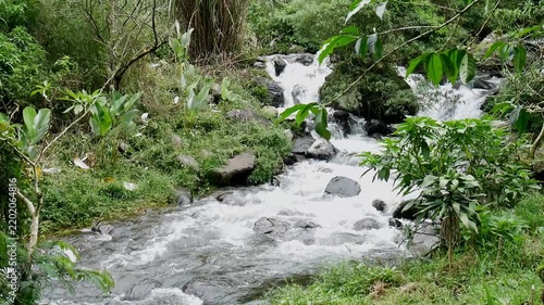 Tranquil River Stream Hidden in a Lush Green Rainforest