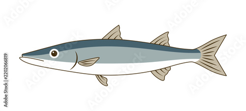 カマスのシンプルフラットイラスト｜カマスの魚介素材