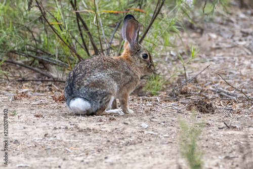 Furry cotton tail rabbit sit still in the hiking trail, ready to run back into the bush