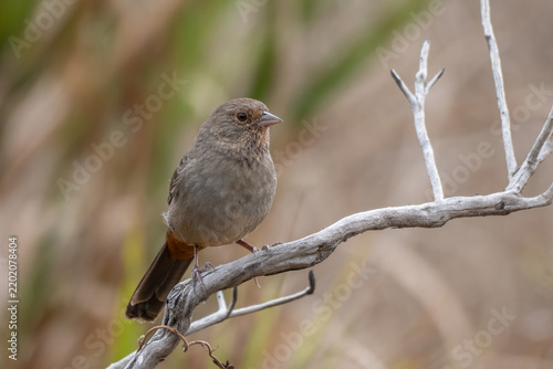 California Towhee sits delicately on his perch in the canyon while keeping an alert eye out for danger