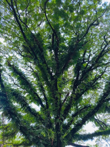 Lush green tree canopy with dense foliage and intertwining branches reaching towards sky.