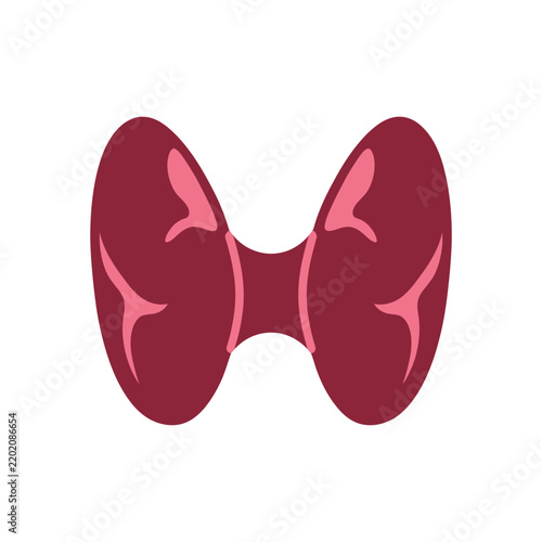 Thyroid Gland Anatomical Illustration - Medical Health Concept
