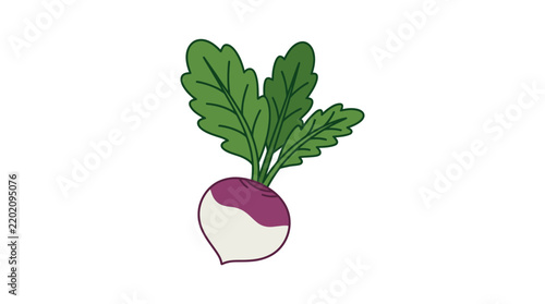 Fresh Turnip Root Vegetable Cartoon Illustration