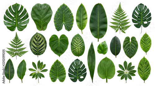 Tropical leaves collection. Monstera fern and palm foliage. Green plant collection