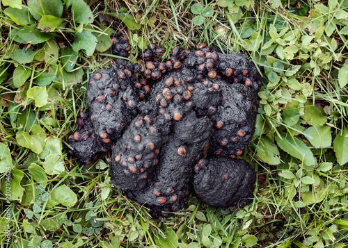 Bear scat on green grass containing visible seeds, illustrating wildlife activity and the natural diet of a wild bear.