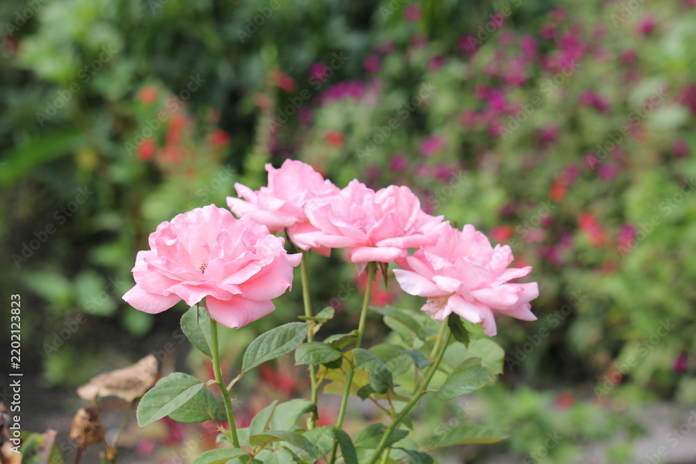 Fototapeta premium Close-Up of Pink Rose Flowers, Rosa sp.