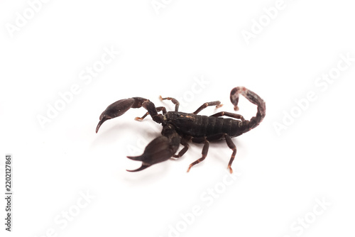 Fotografie black scorpion isolated white background