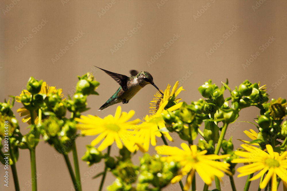 Fototapeta premium Hummingbird in Flight