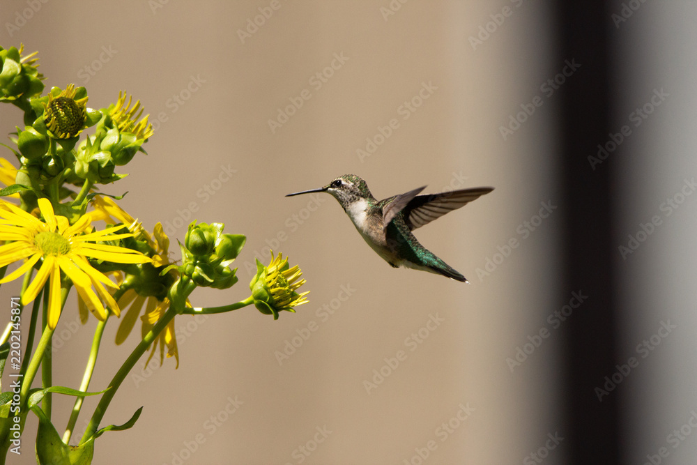 Fototapeta premium Ruby-throated Hummingbird. Female