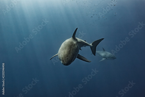 Photography A large great white shark turns towards the camera in the clear, cool waters of