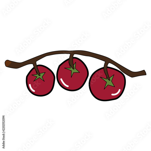 Hand drawn Illustration of Tomatoes on a Vine
