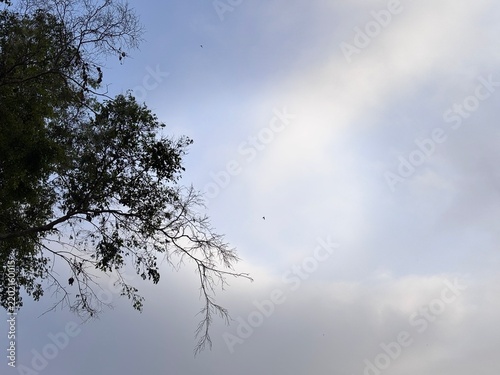 Low angle view photo of tree branches with green leaves against pale cloudy blue sky. Minimalist natural scenery background template with copy space for outdoor web banner and poster.
