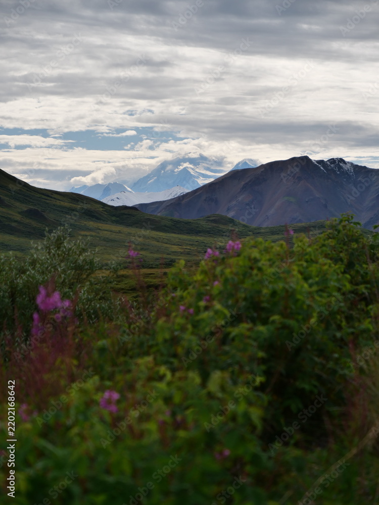 Fototapeta premium Denali Mountain with Fireweed in Alaska