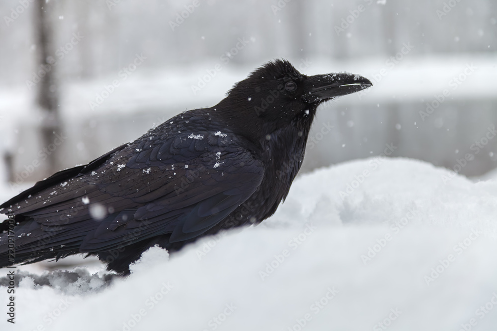 Obraz premium raven in snow