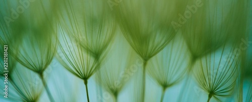 Foto Soft green hues frame delicate, feathery plant structures