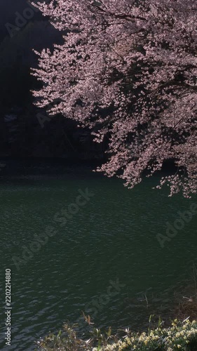 Cherry Blossoms Above Rippling Lake Water Vertical Video