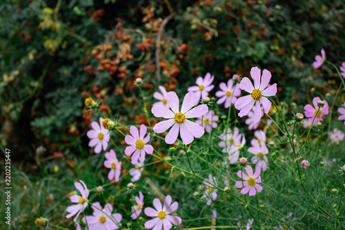 Pink cosmos flowers blooming in autumn garden background. Group of cosmos bipinnatus wildflowers with green leaves and wild rose hips bush in countryside meadow.