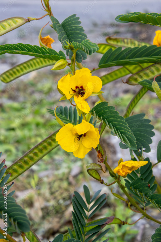 Obraz premium sensitive plant partridge pea chamaecrista fasciculata blooming