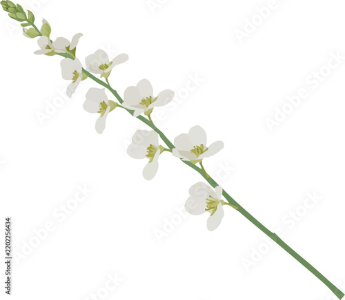 Print Cherry blossom branch illustration with white flowers and green stem