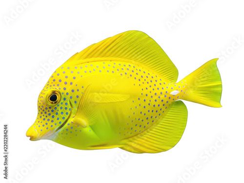 Vibrant yellow tropical fish with blue dot pattern on body and fins against white background