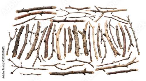 Tree branch collection photo. Various wooden twigs and sticks arranged on isolated white background. Natural organic elements for rustic design projects