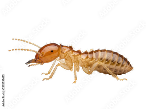 Close-up of a termite with intricate details and natural lighting against a white background