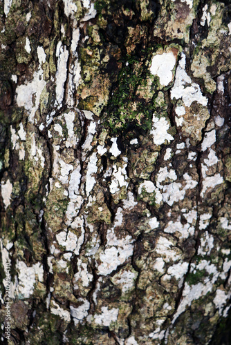 Natural Embossed texture of brown bark of a tree, moss and lichen on it.  backdrop texture of an old bark.