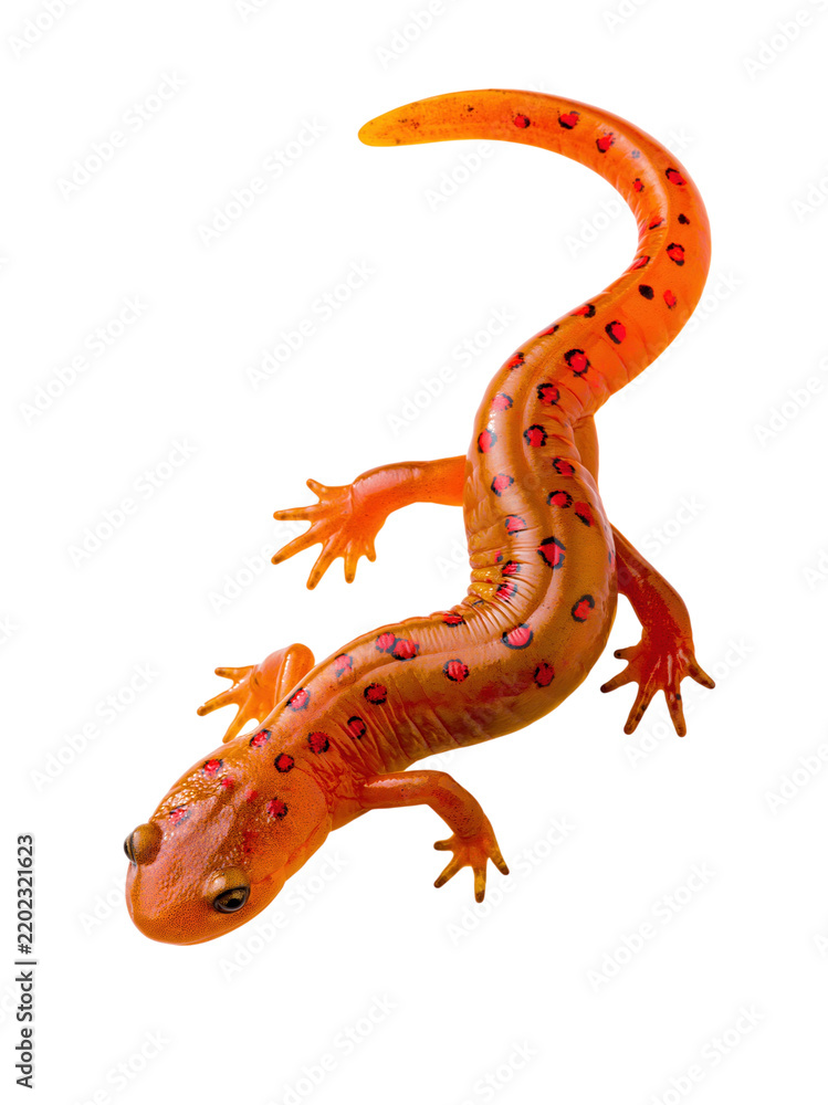 Fototapeta premium Orange fire salamander with red spots isolated on transparent background PNG element