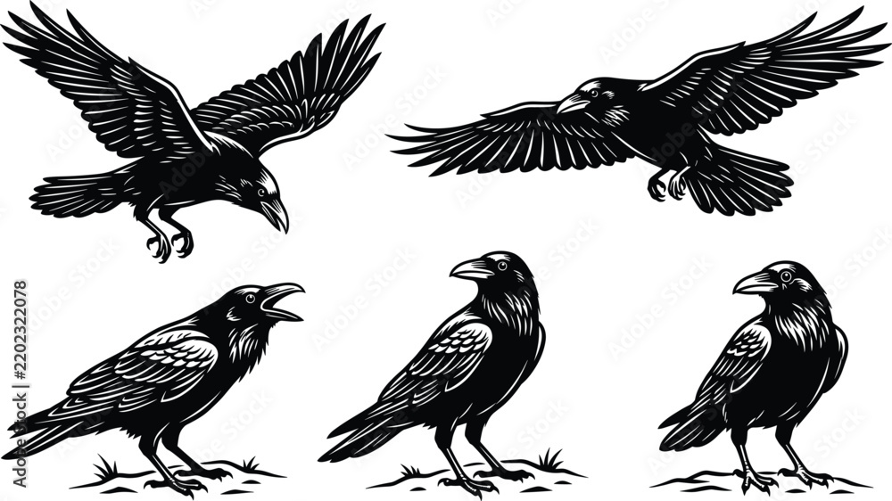 Obraz premium Collection of detailed black and white raven vector illustrations showing flying and standing crows for commercial graphic design projects