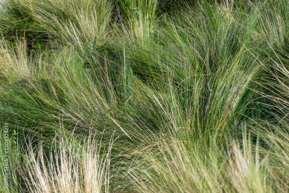 Fototapeta premium A dense clump of fine-textured ornamental feather grass sways with a blend of vibrant green blades and soft, golden-tan tips.