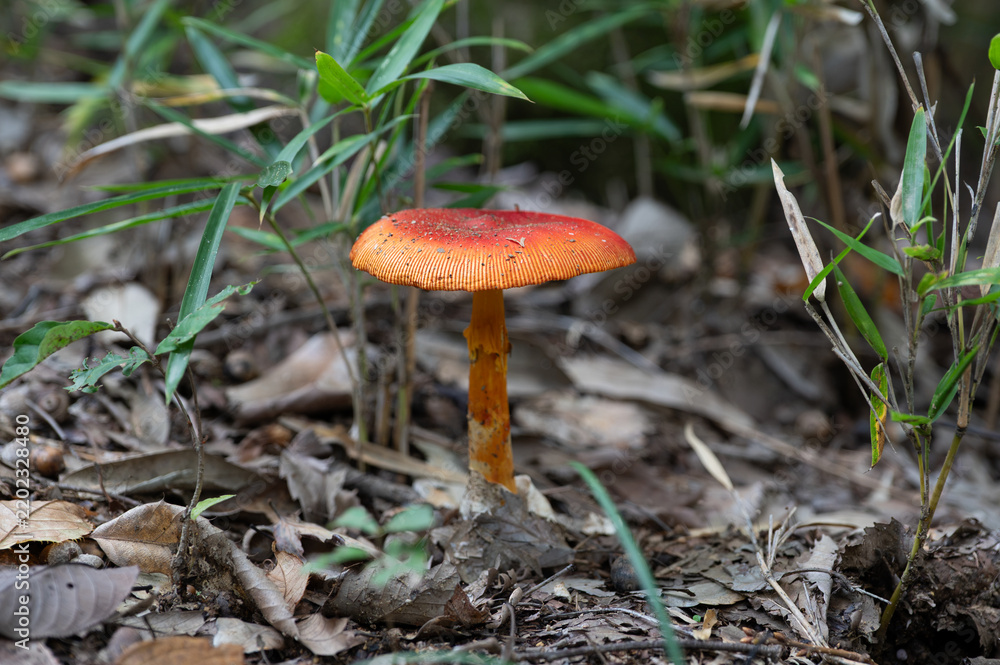 Fototapeta premium Close-up of red mushroom in the forest in Japan.