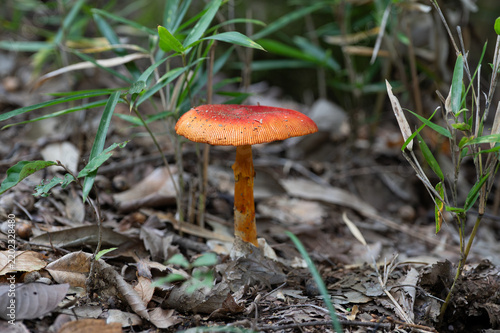 Close-up of red mushroom in the forest in Japan.
