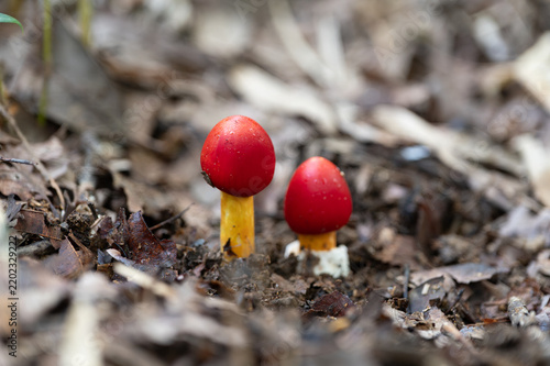 Close-up of red mushroom in the forest in Japan.