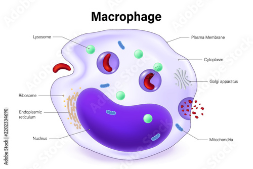 Macrophage structure. Type of white blood cell. Blood cell types. Leukocyte. Medical education.