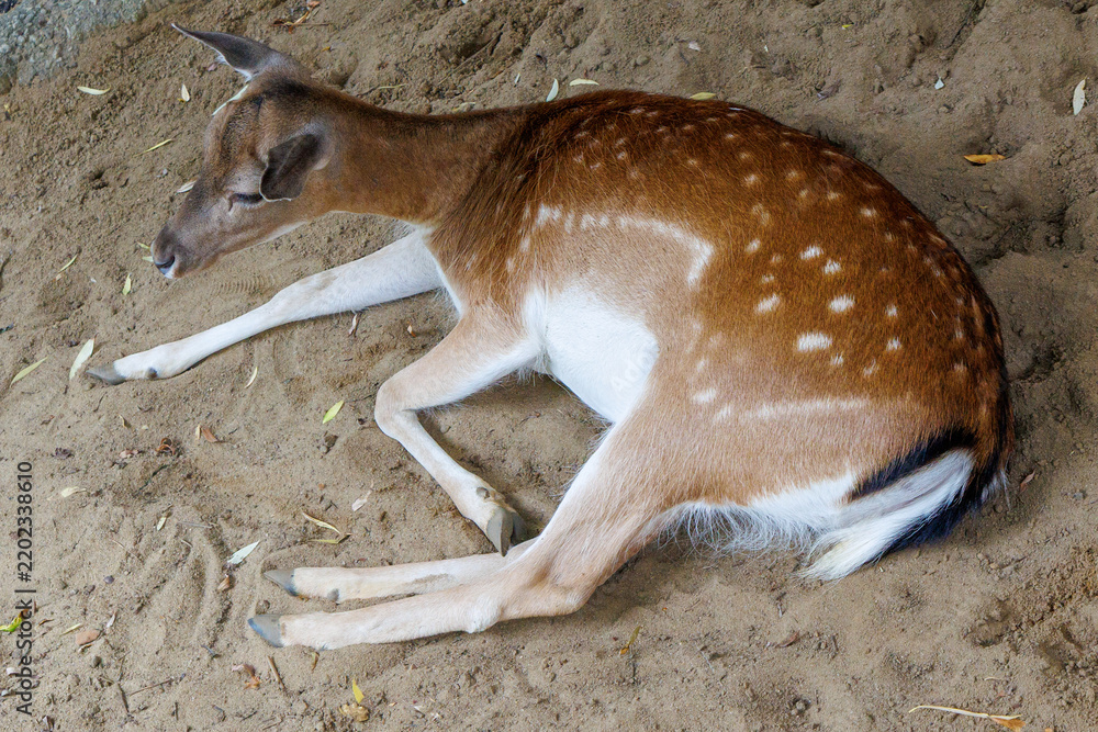 Fototapeta premium Young deer rests on sandy ground, peacefully
