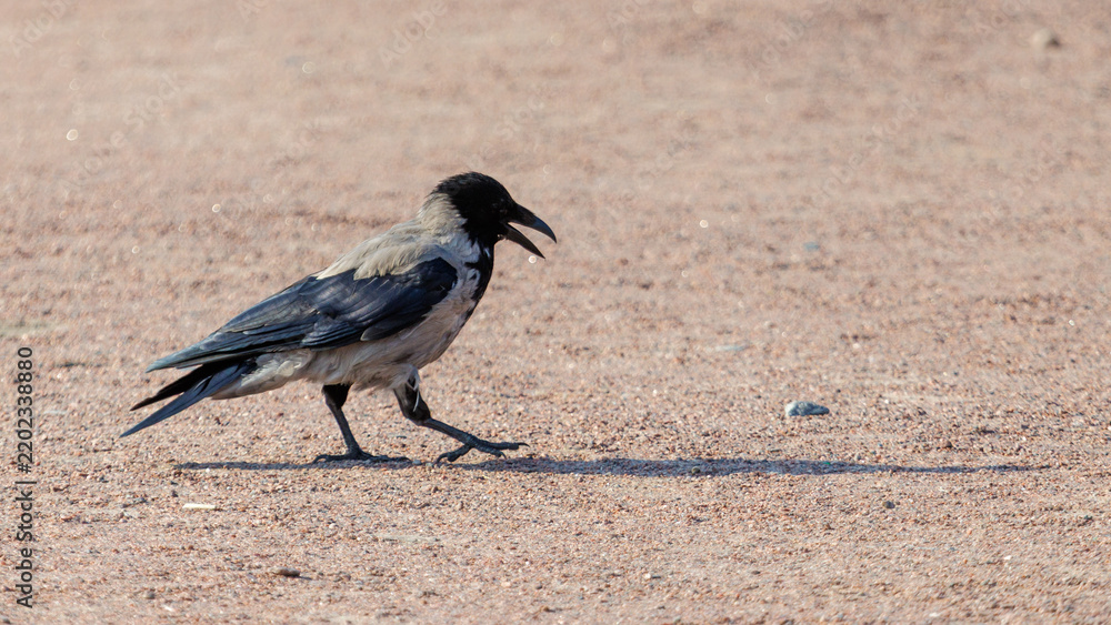 Fototapeta premium Crow stands on dry, sandy ground