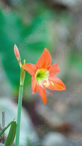 close-up view of amaryllis flower