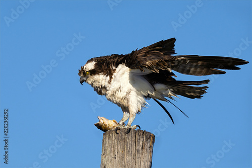 Tapety artystyczne Osprey Standing on Piling with Fish