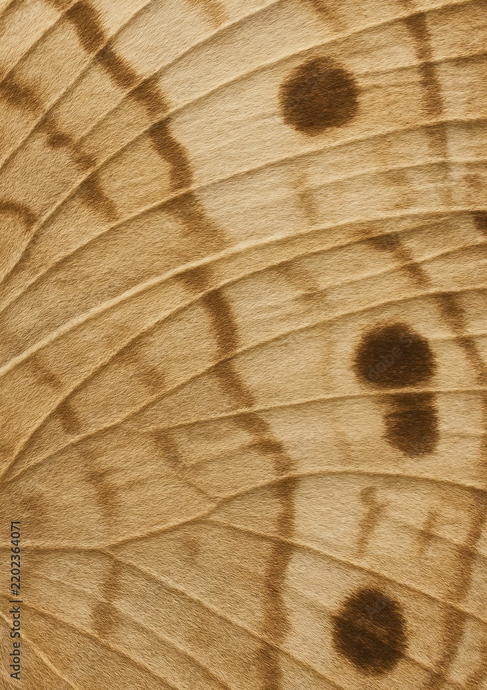 Fototapeta premium Detailed butterfly wing texture