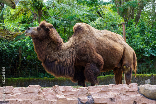 Quadro su tela Side profile of a brown Bactrian camel with two humps standing in a zoo enclosur
