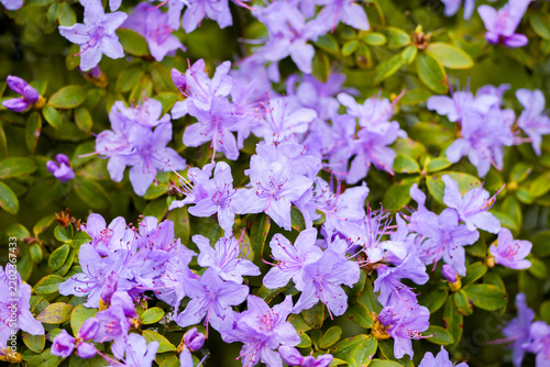 Purple blossoms of an alpine rose. Close-up of a flowering plant.
